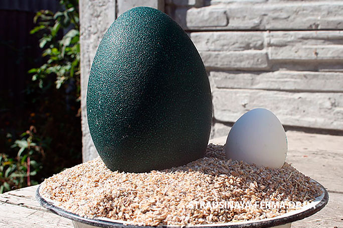 Яйцо эму и куриное
