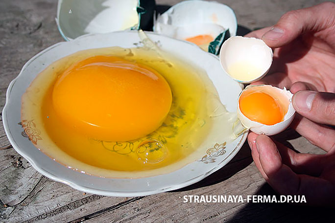 Яйцо эму в сравнении с куриным