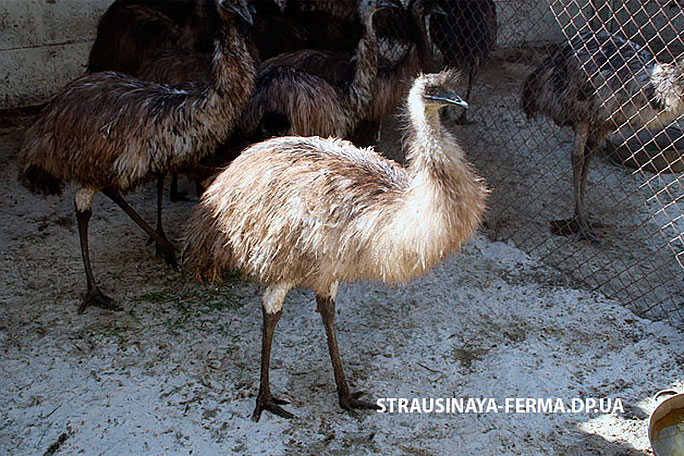 Австралийский эму