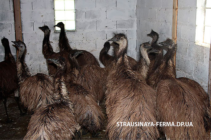 Австралийский эму