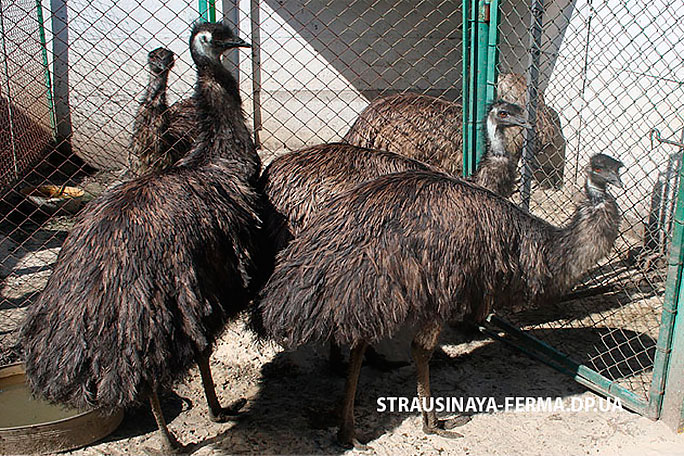 Австралийский эму