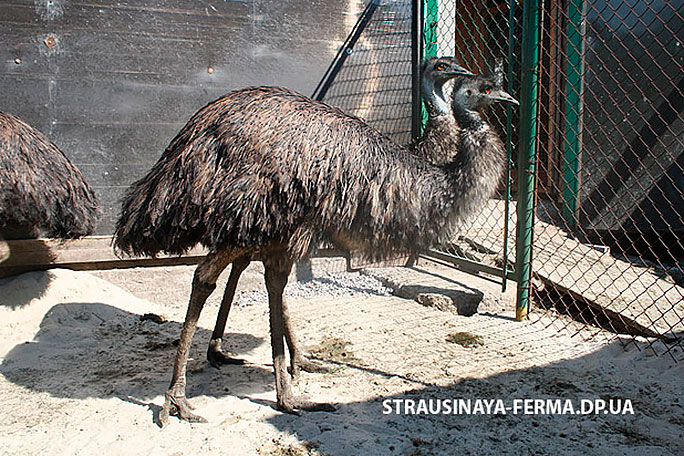 Австралийский эму