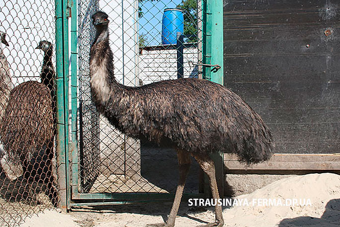 Австралийский эму