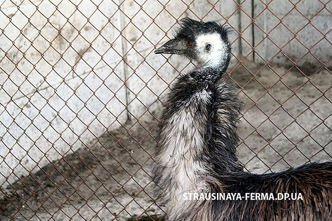 Страус эму