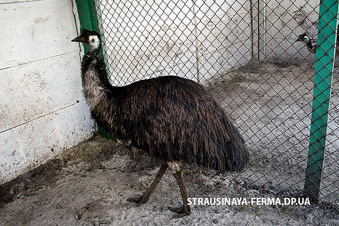 Австралийский эму