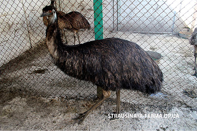 Австралийский эму