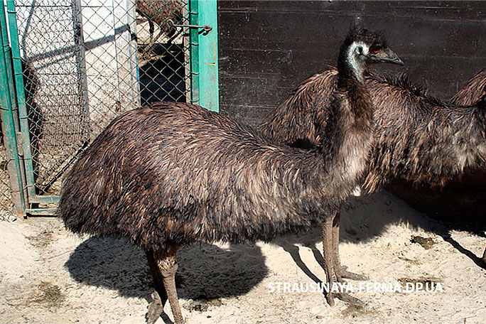Австралийский эму