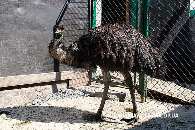 Страус эму