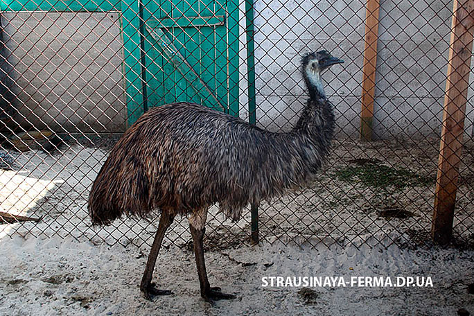 Австралийский эму