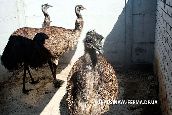 Страус эму