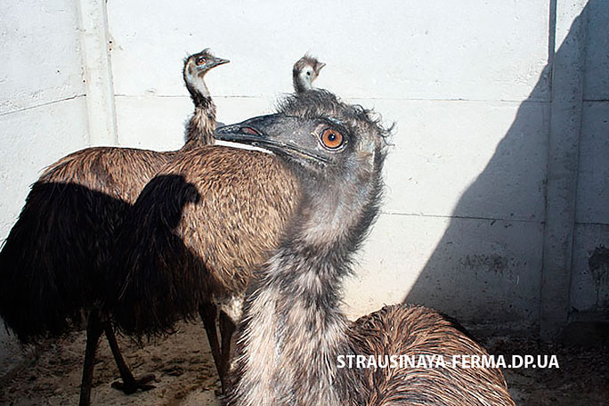 Страус эму