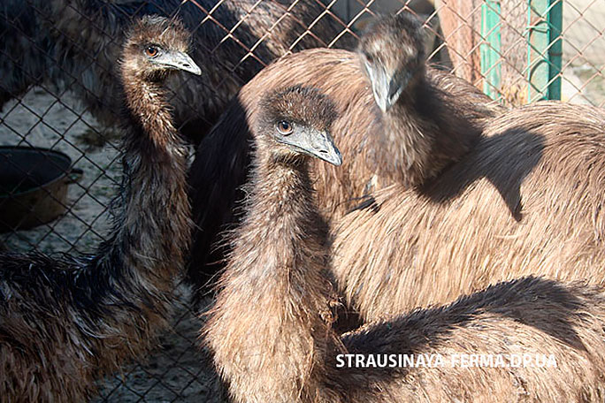 Страусы эму