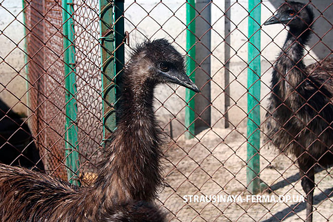 Австралийский эму