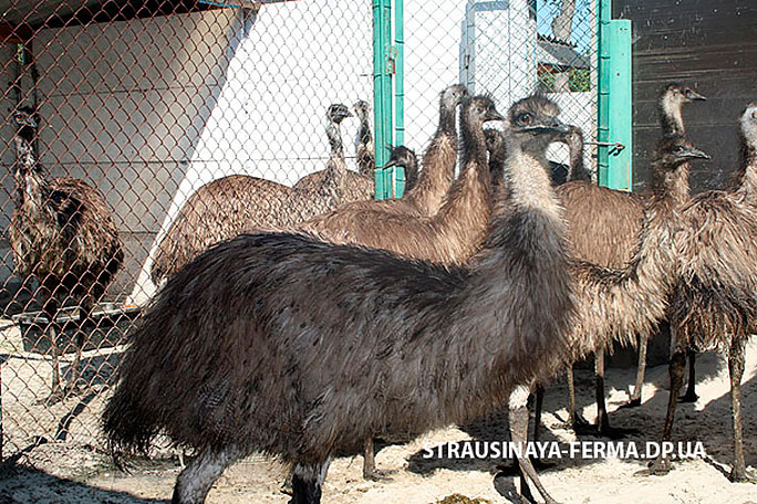 Страус эму