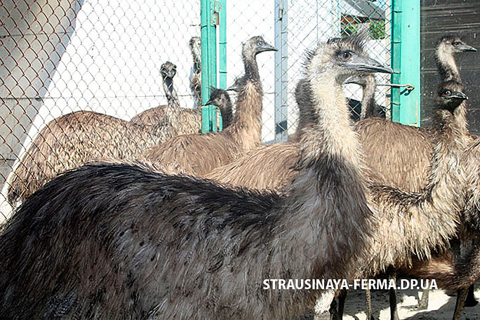 Австралийский эму