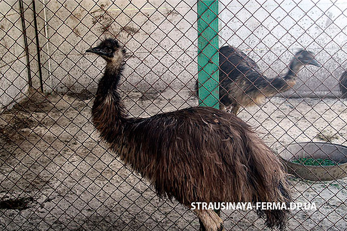 Страус эму
