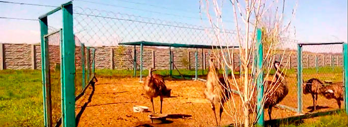 Страусы эму