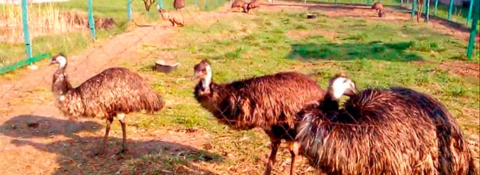 Страусы эму